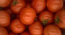 Tomates Ronde