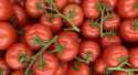 Tomates Grappe