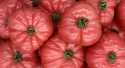Tomates Rose de berne