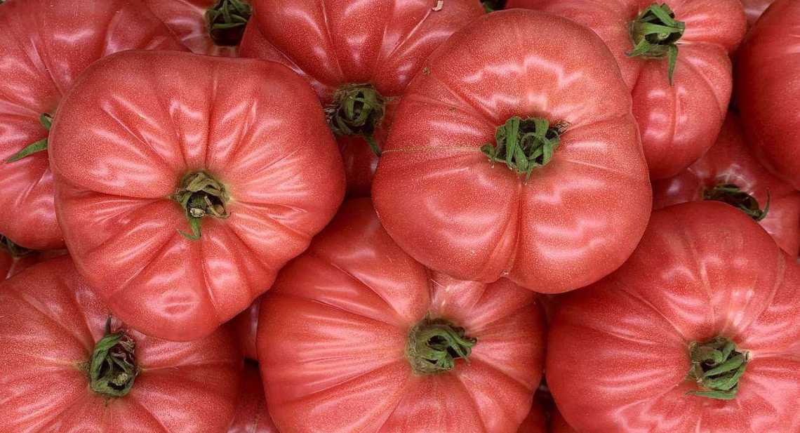 Tomates Rose de berne