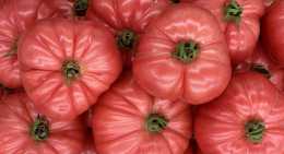 Tomates Rose de berne
