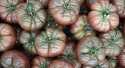 Tomates Noire de crimée