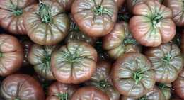 Tomates Noire de crimée