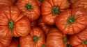Tomates Marmande