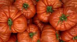 Tomates Marmande