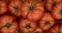 Tomates Rebellion