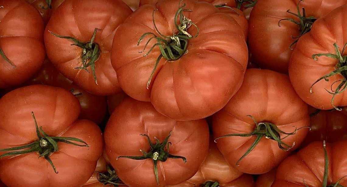 Tomates Rebellion