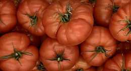 Tomates Rebellion