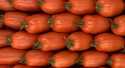 Tomates Roma