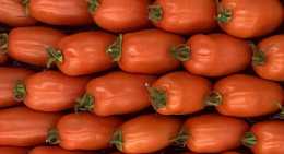 Tomates Roma