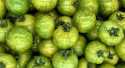 Tomates Green zebra
