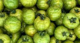 Tomates Green zebra