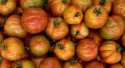 Tomates Red zebra