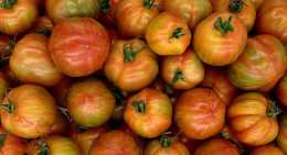 Tomates Red zebra