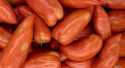 Tomates cornue