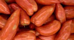 Tomates cornue