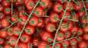 Tomates Cerise