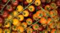 Tomates Cerise de couleur