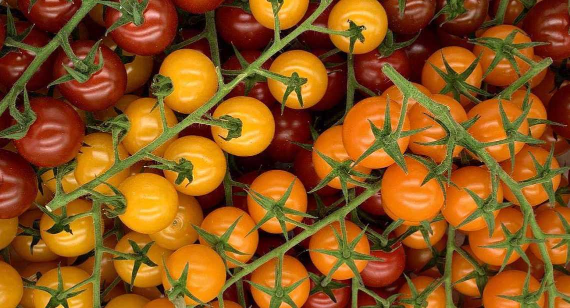 Tomates Cerise de couleur
