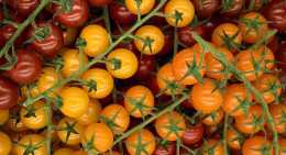 Tomates Cerise de couleur