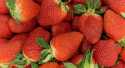 Fraises Andalousie