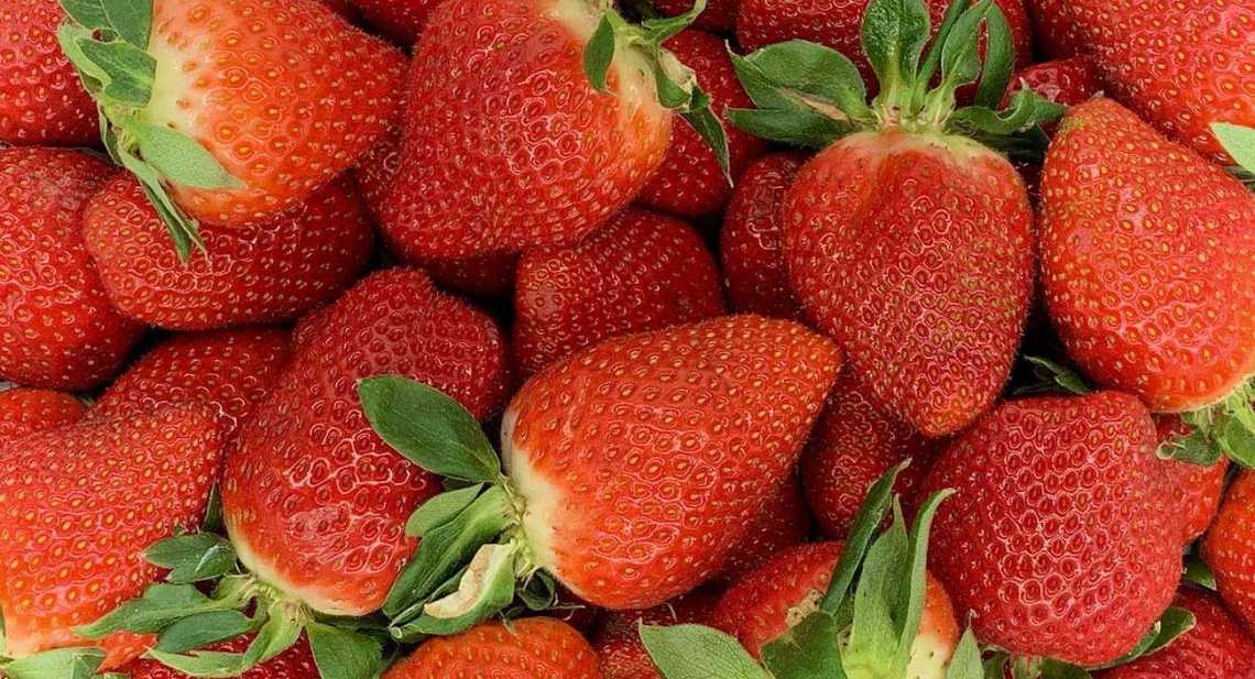 Fraises Andalousie