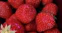 Fraises Sensation