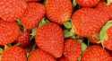 Fraises Charlotte