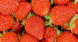 Fraises Charlotte