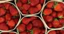 Fraises Dream