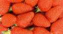 Fraises Gariguette