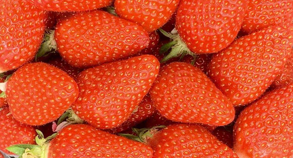 Fraises Gariguette