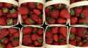 Fraises Magnum