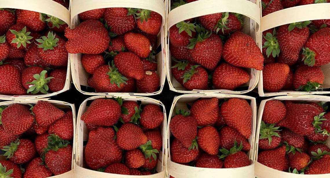 Fraises Magnum