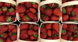 Fraises Magnum