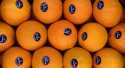 Oranges Gamin