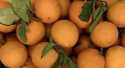 Oranges Sicile