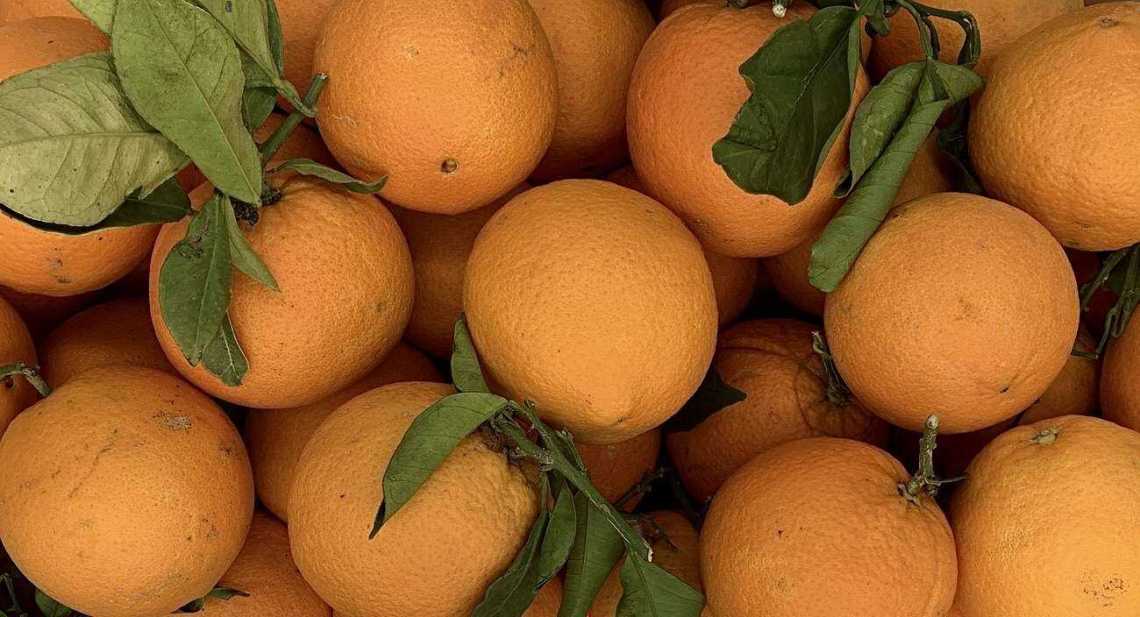 Oranges Sicile