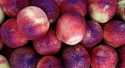Nectarines Blanche