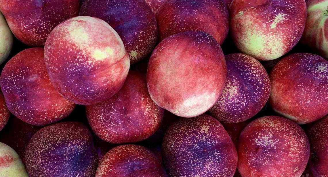 Nectarines Blanche