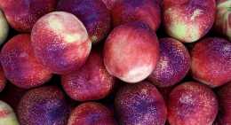 Nectarines Blanche