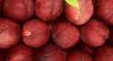 Nectarines Nectavigne