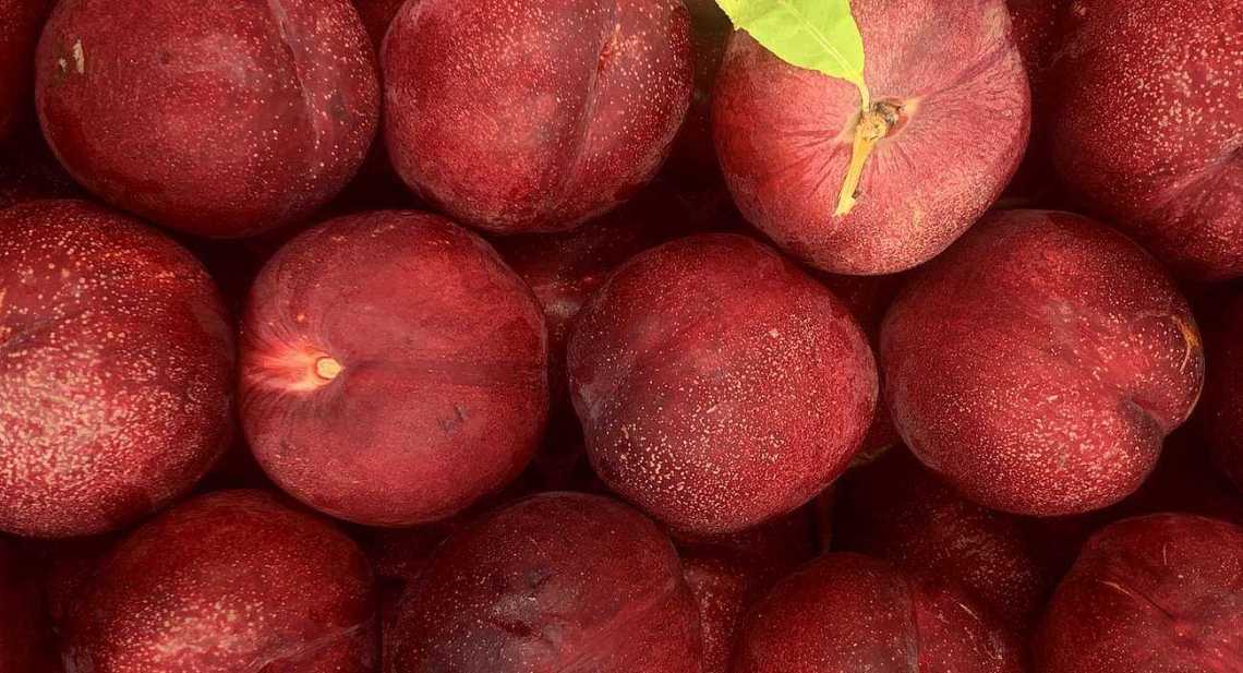 Nectarines Nectavigne