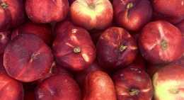 Nectarines plate