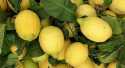 Citrons Jaune feuilles