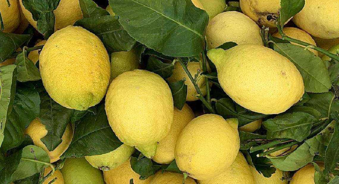 Citrons Jaune feuilles