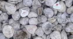 Figues Figuette sauvage