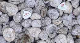 Figues Figuette sauvage