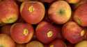 Pommes Ariane
