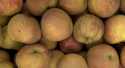 Pommes Boskoop